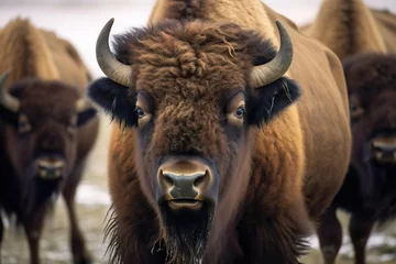 Raamstickers American bison leader portrait. © Jodie