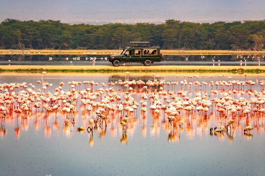 A flock of lesser flamingos against the background of safari vehicles in Amboseli National Park, Kenya