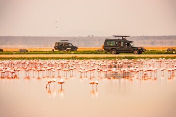 A flock of lesser flamingos against the background of safari vehicles in Amboseli National Park, Kenya © martin