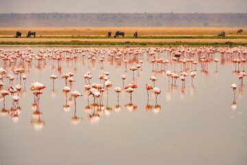 A flock of lesser flamingos foraging at Amboseli National Park, Kenya