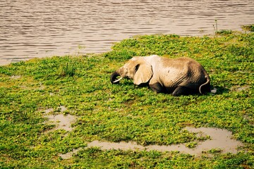 Aerial view of African Elephants grazing in swamp at Amboseli National Park, Kenya