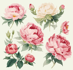 Watercolor  Peony flower , Pattern Vector Images , wedding flower pattern © supunnee