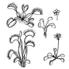 Hand drawn Venus flytrap (Dionaea muscipula).  Vector sketch  illustration. - obrazy, fototapety, plakaty