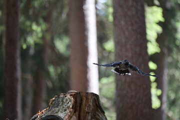 Bird in the Wood