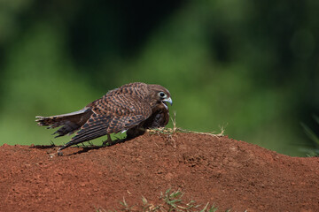 A spotted kestrel or moluccan kestrel falco moluccensis screeching on a red soil, natural bokeh background 