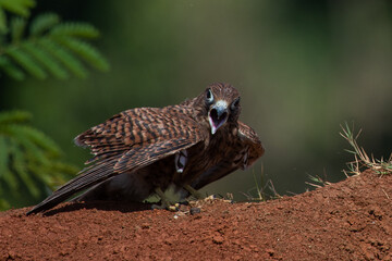 A spotted kestrel or moluccan kestrel falco moluccensis screeching on a red soil, natural bokeh...