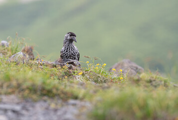 高山帯の野鳥　ホシガラス