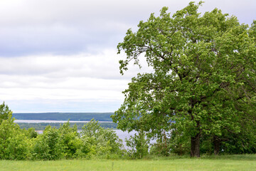 oak tree on the edge of the hill with river and cloudy sky on background copy space