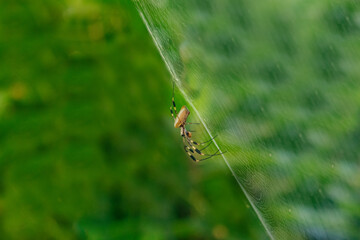 Spider on cobweb