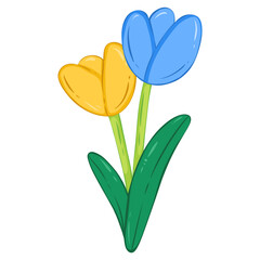 tulip flowers yellow and blue 