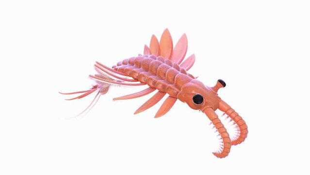 Animation of a swimming Anomalocaris