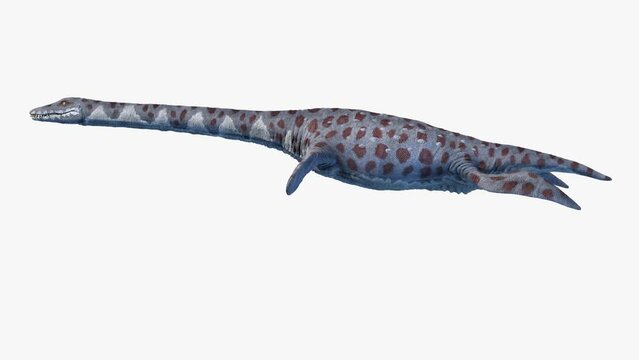 Animation of swimming Attenborosaurus dinosaur