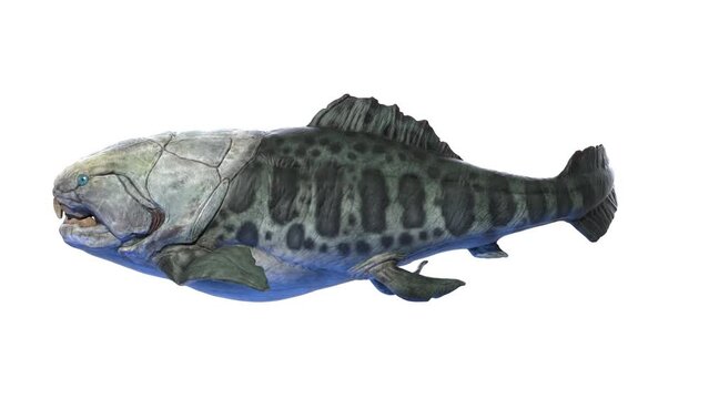 Animation of a Dunkleosteus swimming
