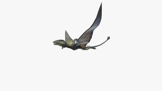Animation of a Dimorphodon flying