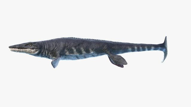 Animation of a Tylosaurus dinosaur swimming