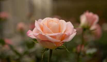 Orange rose in flower garden