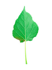 leaf mulberry green It's a PNG file with a transparent background,Mulberry leaf tea herbs good for health