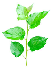 leaf mulberry green It's a PNG file with a transparent background,Mulberry leaf tea herbs good for health