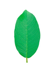 Guava Leaf green It's a PNG file with a transparent background.