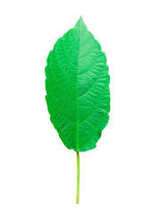 green leaf It's a PNG file with a transparent background, bright green leaf