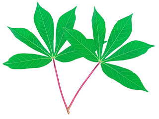 cassava leaf green It's a PNG file with a transparent background.