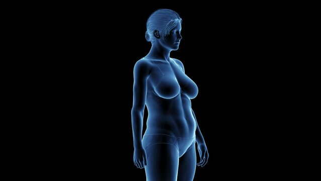 Animation of a woman's transition from fat to fit