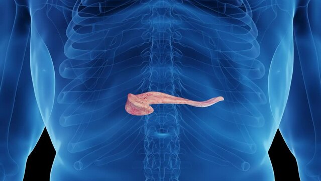 Animation of a healthy man's pancreas