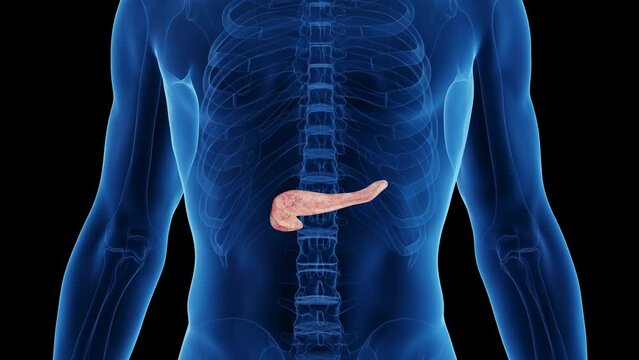 Animation of a healthy man's pancreas