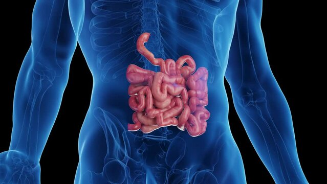 Animation of a man's small intestine