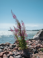 A plant growing from stones