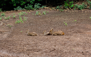 deer in the farm. Relax time on day.