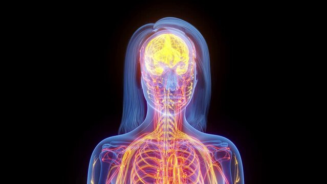 Animation of the nerves in a woman's body