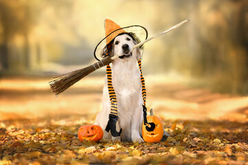 funny dog in a witch hat holding broom in her mouth for Halloween