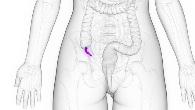 Animation of the appendix of a woman