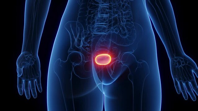 Animation of the urinary bladder of a woman