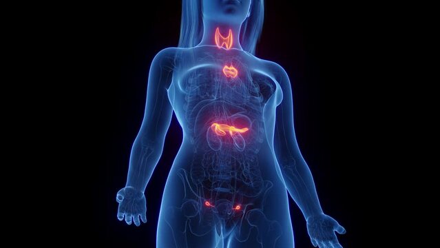 Animation of a woman's endocrine organs