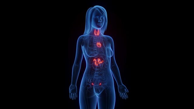 Animation of a woman's endocrine organs