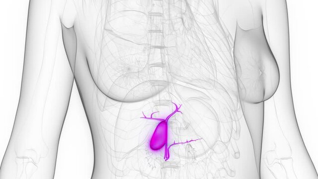 Animation of a healthy woman's gallbladder
