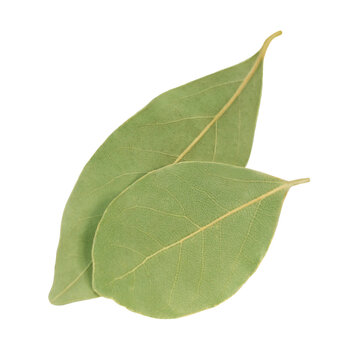 Lorbeer und Hintergrund transparent PNG cut out Laurel