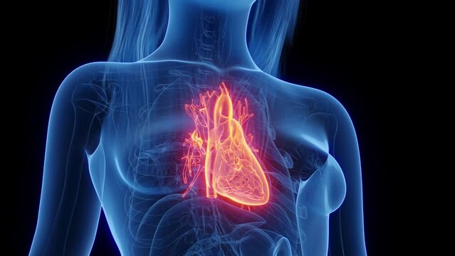 Animation of a woman's healthy heart