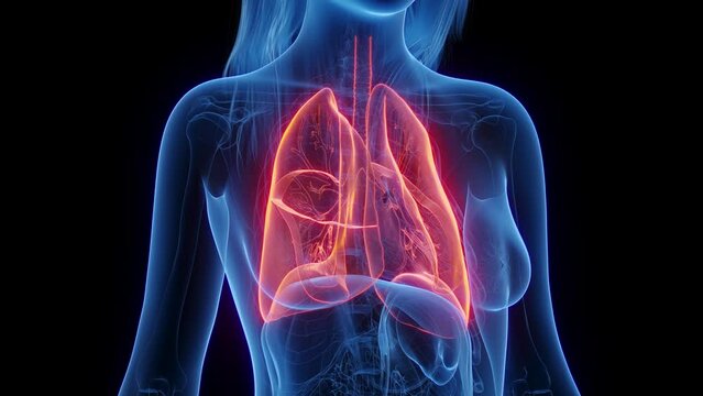 Animation of a woman's lungs and trachea