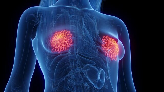 Animation of the mammary glands of a woman