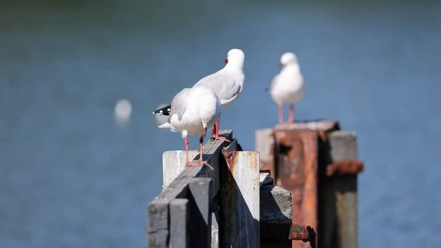 Red-Billed Gull Observing by the River