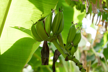 Grüne Bananen an einer Bananenstaude, Nahaufnahme
