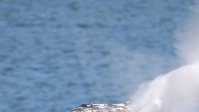 Red-Billed Gull Observing by the River