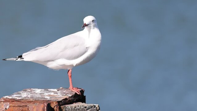 Red-Billed Gull Observing by the River