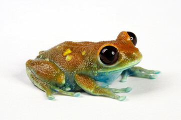 Uluguru forest tree frog // Uluguru-Waldsteigerfrosch (Leptopelis uluguruensis) - Tanzania