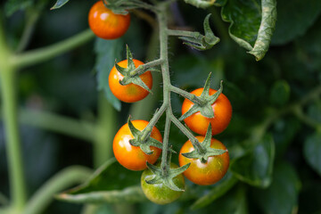 A panicle with unripe green an orange tomatoes with green leaves in the background