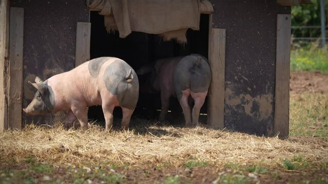Artgerechte Schweinehaltung, Schwein kratzt sich