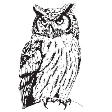 Owl wild bird sitting sketch hand drawn in doodle style Vector
